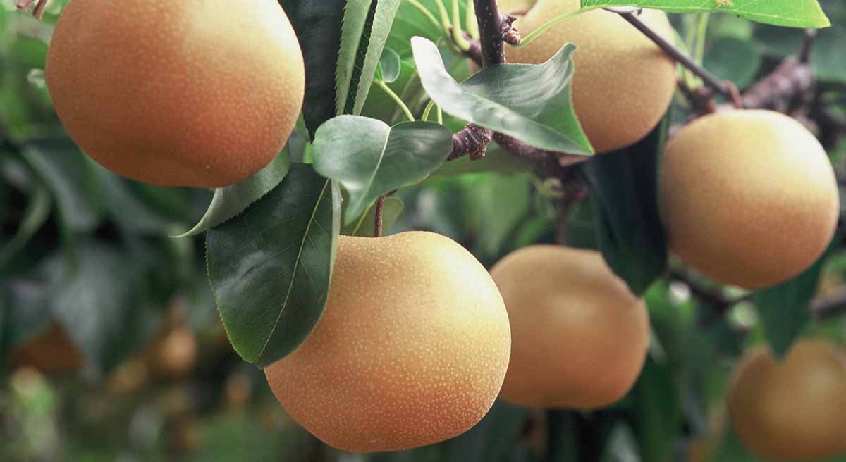 🌳 마루에 관광 과수원(마루에 칸코 카주엔) 이미지 5